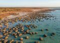 Estromatólitos vivos emergem nas águas rasas da Austrália