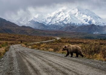 A rota no Alasca percorre 148 km pelo coração da vida selvagem; o trajeto isolado revela geleiras e picos nevados sob o olhar dos ursos-pardos