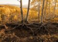 Pando em Utah com raízes interligadas sob álamos dourados