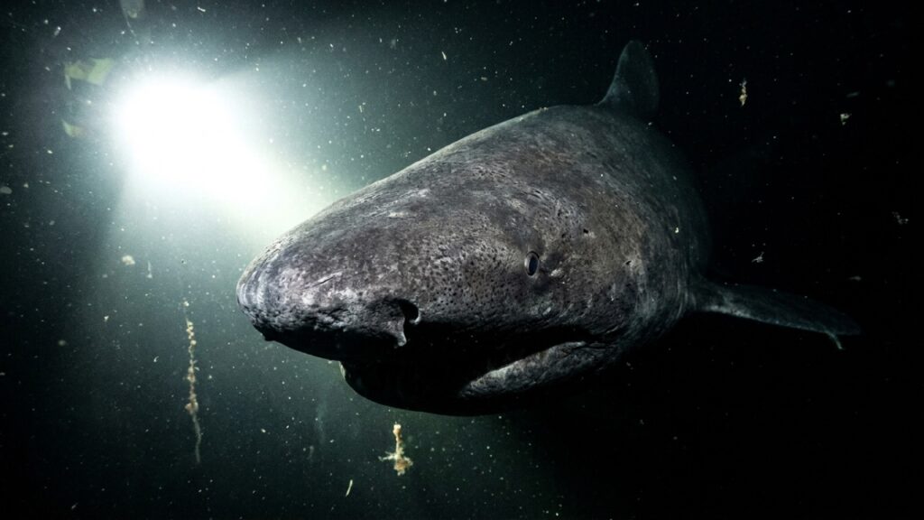 Com 1.629 metros de profundidade e 8 tubarões gigantes, um experimento no mar revelou uma caça rara no escuro