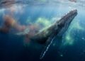 Baleia-jubarte sobe à superfície e fertiliza o oceano