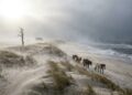 Cavalos selvagens cruzam as dunas isoladas da Ilha de Sable