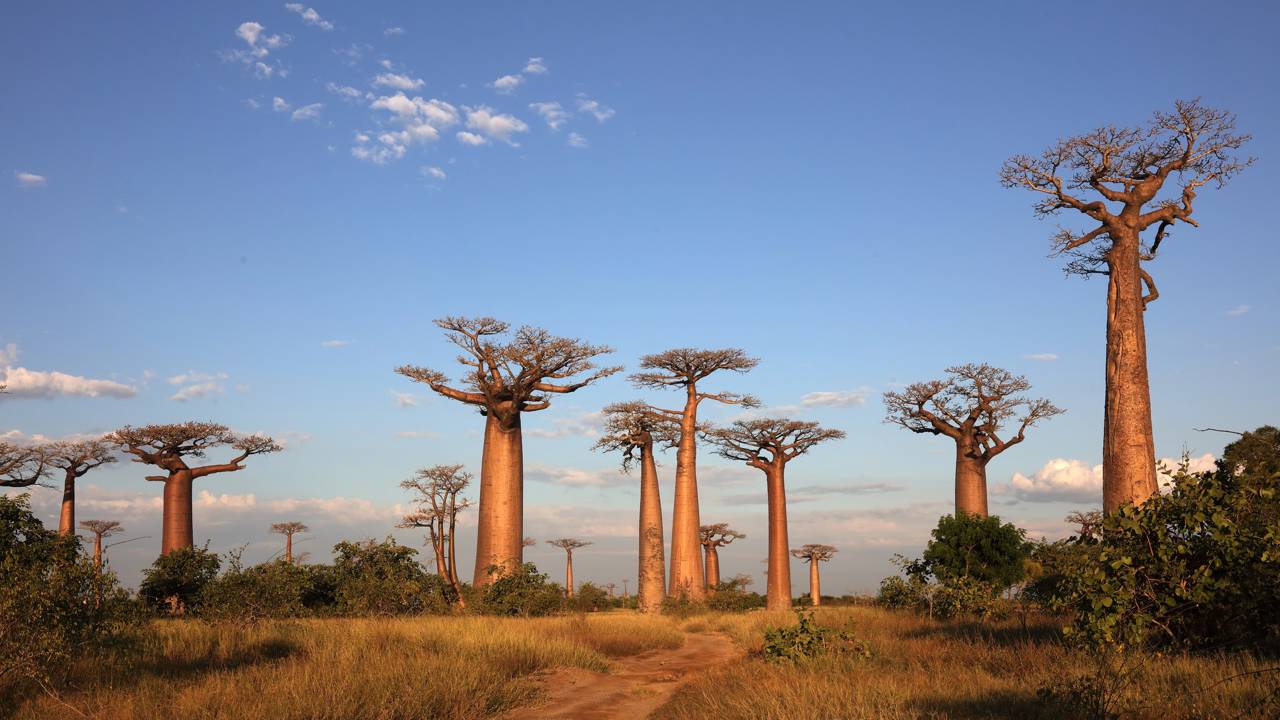 Como gigantescas caixas d'água vivas, os baobás armazenam 120 mil litros de água em seus troncos enormes para sobreviver à seca africana