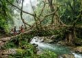 Raízes de figueira, troncos de bambu e pedras fluviais se entrelaçam na Índia para formar passagens de tração que nunca enferrujam