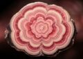 Esqueça o rubi, pois este cristal de faixas cor-de-rosa se assemelha a uma rosa de pedra e é um dos tesouros mais fascinantes do mundo