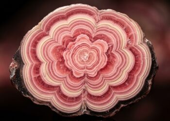 Esqueça o rubi, pois este cristal de faixas cor-de-rosa se assemelha a uma rosa de pedra e é um dos tesouros mais fascinantes do mundo