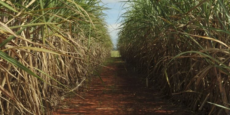 Foto: Elza Fiúza/ Agência Brasil